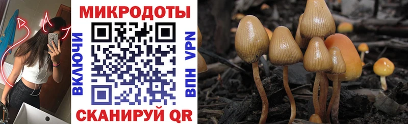 Псилоцибиновые грибы MAGIC MUSHROOMS  купить закладку  Приозерск 